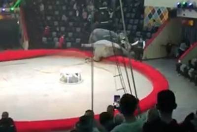 Дрессировщик объяснил причину драки слонов в российском цирке