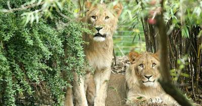 Массовое убийство львов в национальном парке Уганды потрясло страну
