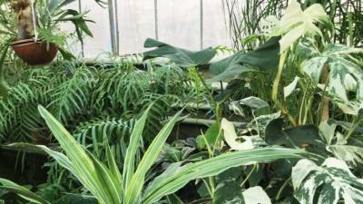 Сингапурские биологи придумали прибор для общения с растениями