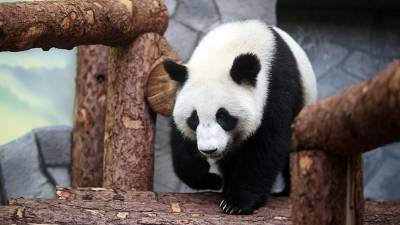 Панда напала на сотрудника зоопарка в Бельгии