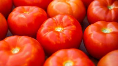 В ТиНАО выявили томатную моль в помидорах из Ирана