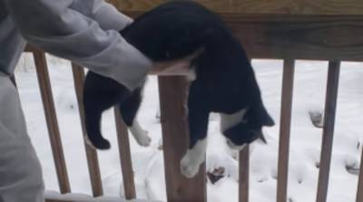 Реакция кота на мартовский снег повеселила пользователей (Видео)