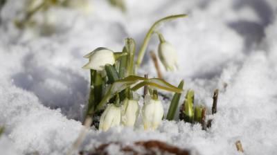 Синоптик обещает, что на этой неделе в Петербург придет настоящая весна