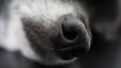 В Красном Селе собака погибла от удара током у светофора