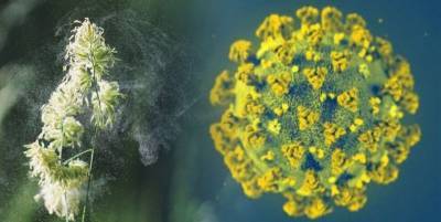 Как пыльца влияет на риск заражения COVID-19 - Исследование ученых - ТЕЛЕГРАФ
