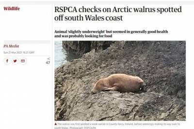 Арктический морж был обнаружен в Великобритании