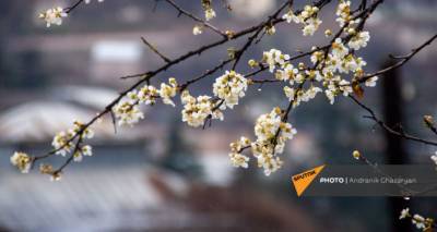 Весенняя слякоть и цветение в Армении: что готовит март на ближайшие дни