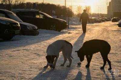 Мэр кузбасского города рассказал, каких собак вернут на улицы после отлова - gazeta.a42.ru - Кемерово - Анжеро-Судженск