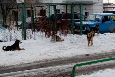 В Омске пообещали отловить бродячих собак на Старой Москвовке