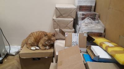 Фото: кот Филимон из Выборгского замка показал свои трудовые будни