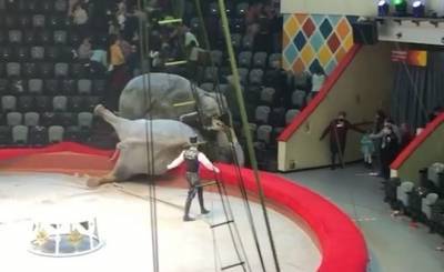Дрессировщик Московского цирка Никулина объяснил драку слонов в Казани