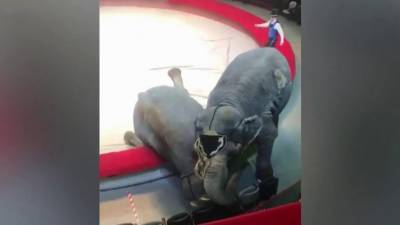 В казанском цирке во время выступления одна слониха неожиданно напала на другую
