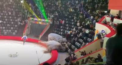 Причиной драки двух слоних в цирке Казани стало отсутствие самцов — эксперт