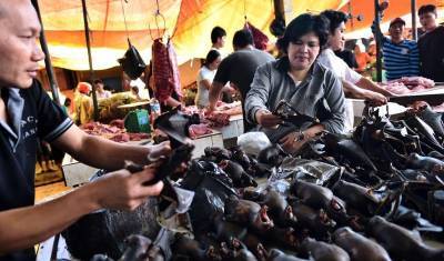 Эксперты ВОЗ связали появление ковида с торговлей дикими животными в КНР