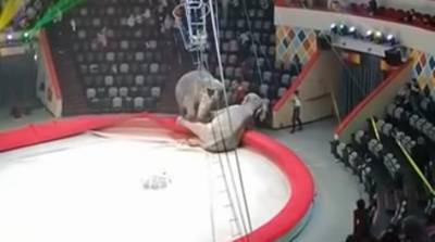 Два слона устроили драку прямо на манеже цирка в Казани (Видео)