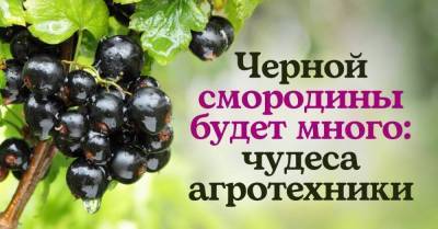 Ленивый агротехник рассказал, как вырастить черную смородину размером с виноградину