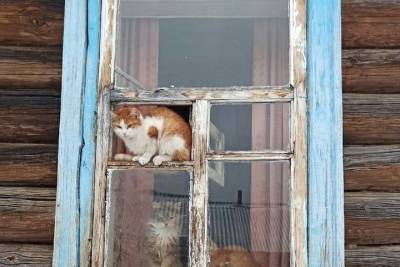 В частном доме в Тверской области умирают от голода несколько кошек