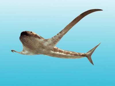 Размах плавников древней акулы превышал длину ее тела