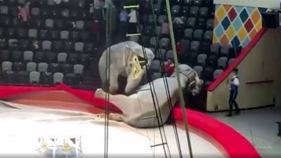 Два слона подрались во время представления в цирке в Казани