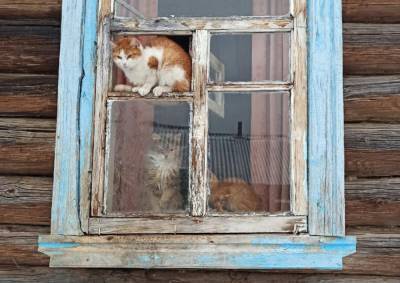В Вышневолоцком районе Тверской области полтора десятка кошек и собака остались без хозяйки в пустом доме