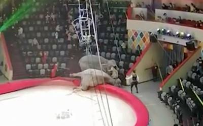 Эпическая драка слонов в российском цирке: люди бежали в панике – видео