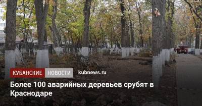 Более 100 аварийных деревьев срубят в Краснодаре
