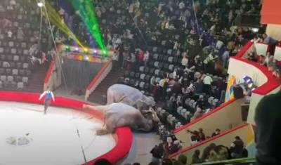 Слонихи в казанском цирке подрались во время представления из-за самцов