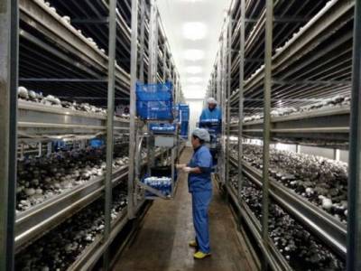 Производители грибов одолжили в Сбербанке 7 млрд рублей на импортозамещение