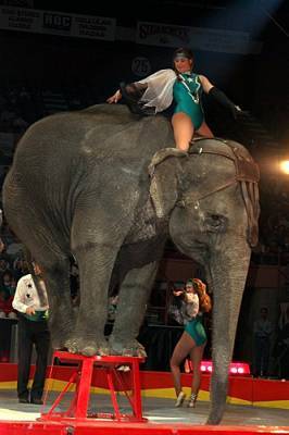 В Казани СКР начал проверку драки двух слонов во время представления в цирке