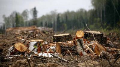 Житель Уреня незаконно нарубил леса на 2,6 млн рублей