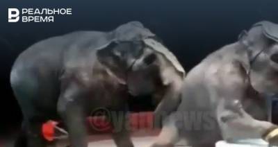 Вслед за прокуратурой проверкой драки слонов в казанском цирке занялся Следком