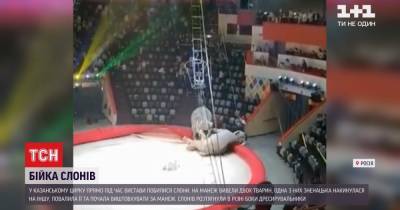 Зрители испуганно отбегали: в российском цирке подрались слоны (видео)