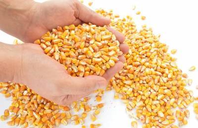 Украинские аграрии активнее заключают форварды на кукурузу