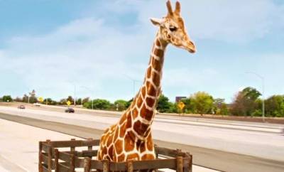 В США жирафа из фильма «Мальчишник» конфисковали в качестве вещдока