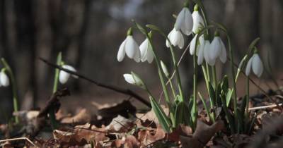 Весна будет чередоваться с зимой: прогноз погоды в Украине на неделю, 22-28 марта