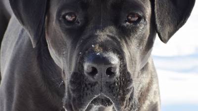 Собаки задушили хозяйку-пятиклассницу на прогулке в Подмосковье