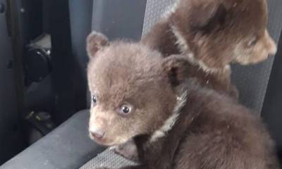 Спасенных медвежат-тройняшек из Карелии доставили в Тверскую область