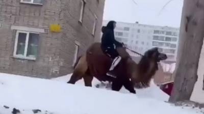 По улицам Новосибирска проскакал наездник на верблюде