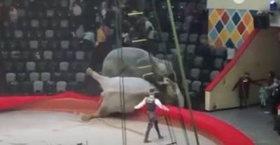 Взбунтовавшиеся слоны устроили драку на арене цирка. Видео