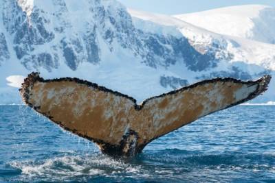Украинские полярники невольно разбудили кита, который мирно спал на воде: фото и видео - bykvu.com - Украина