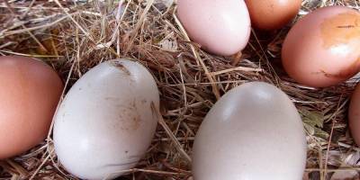 Плохая новость накануне Пасхи. В Украине падает производство яиц