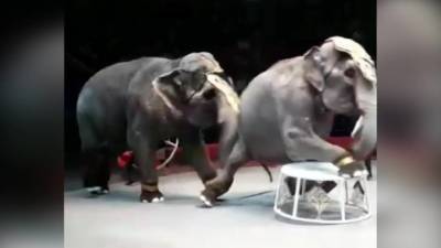 Драка в Казанском цирке: слоны нападают друг на друга уже не впервые