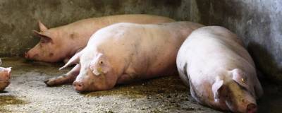 В Приморье ввели режим ЧС из-за вспышки африканской чумы свиней