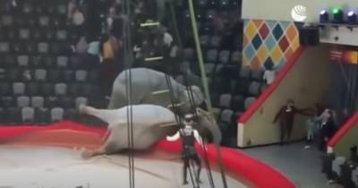 В российском цирке подрались индийские слоны (ВИДЕО)
