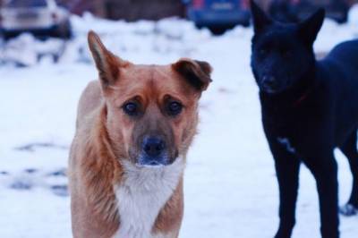 В Подмосковье две собаки случайно удушили девочку шарфом