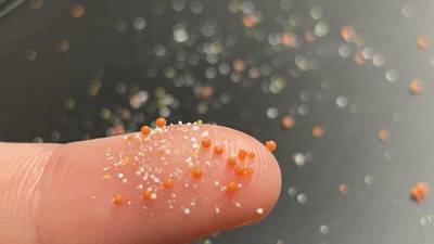 Вездесущий микропластик становится рассадником опасных супербактерий