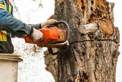 Краснодар очистят от 102 аварийных деревьев