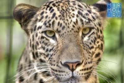 Дагестан включится в программу восстановления переднеазиатского леопарда