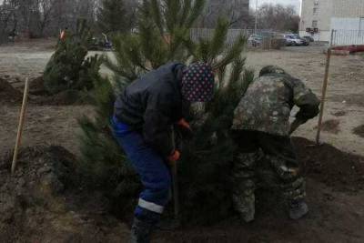 В волгоградском ЦПКиО высаживают новые деревья