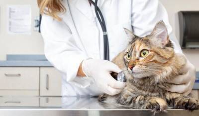 Ветеринары связали британский штамм ковида с сердечными болезнями у кошек и собак